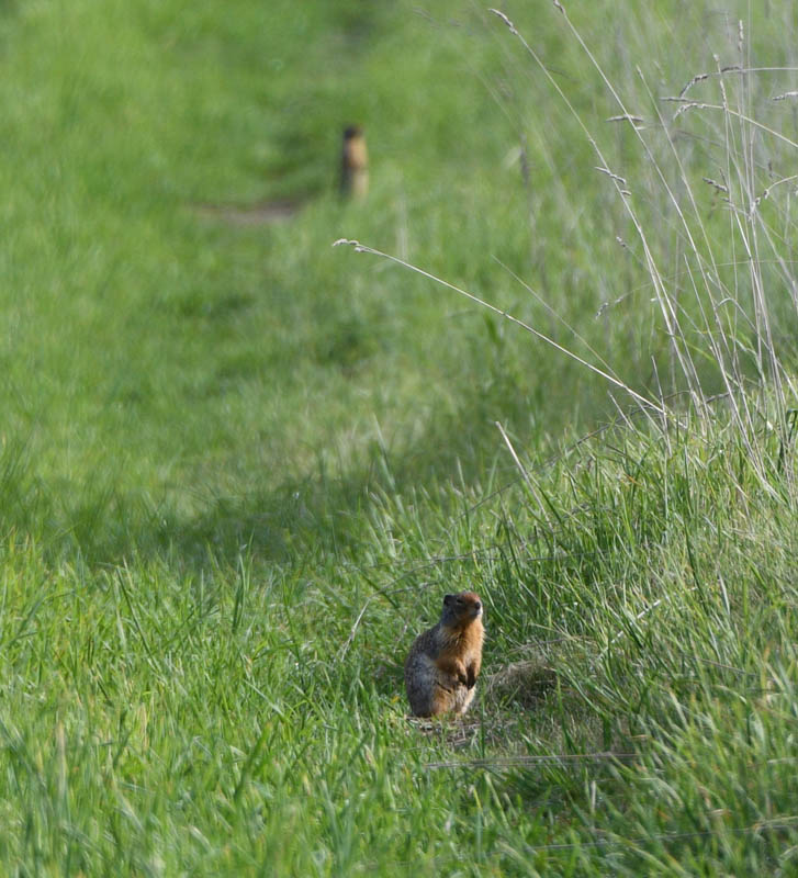 ground squirrel addy