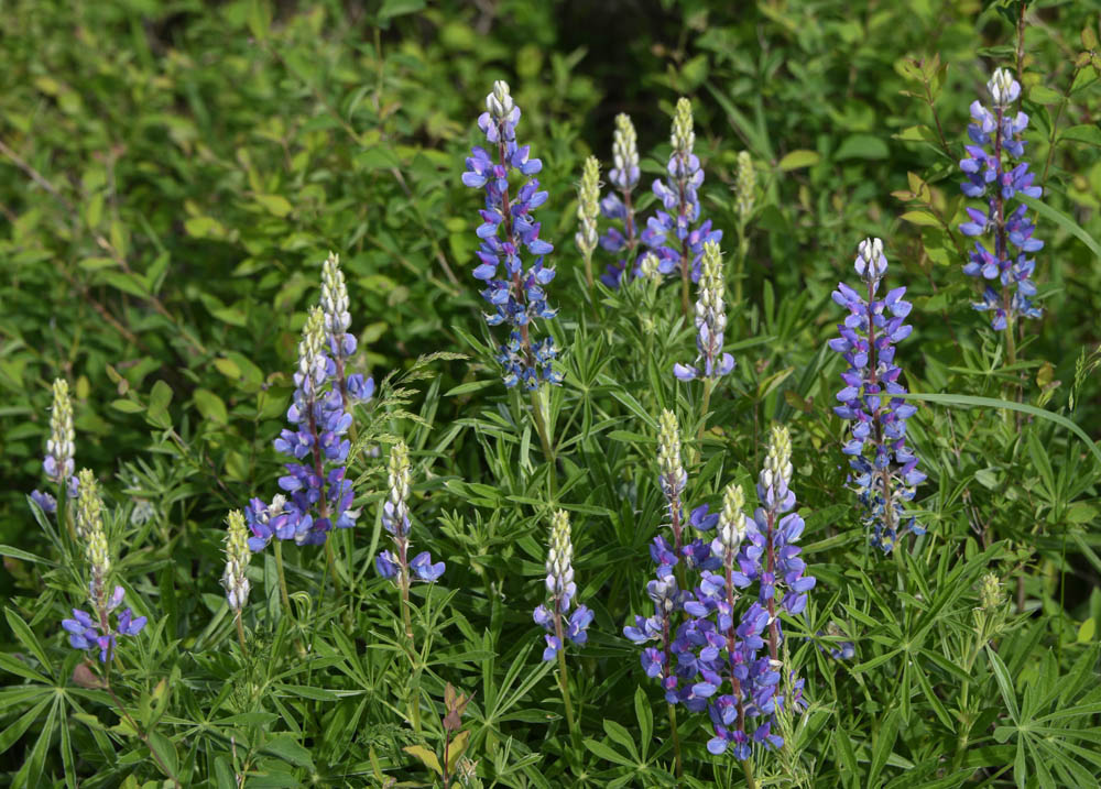 lupine