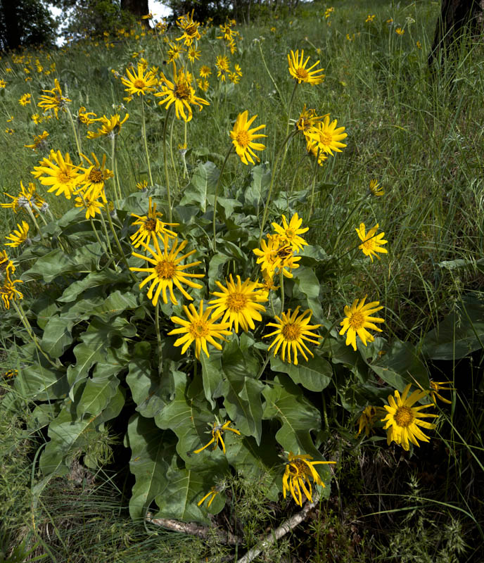 balsamroot