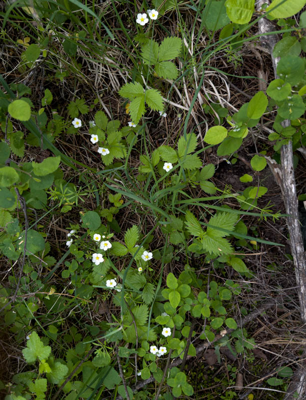 strawberries addy woods