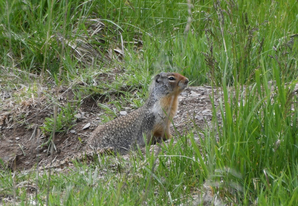 ground squirrel