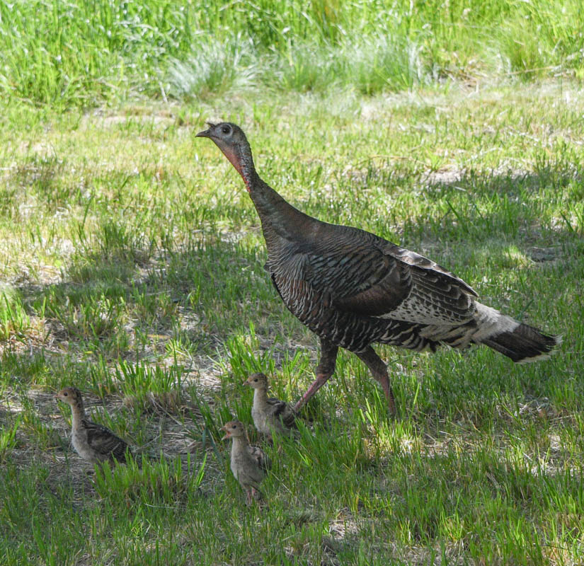 mama turkey and chicks at addy