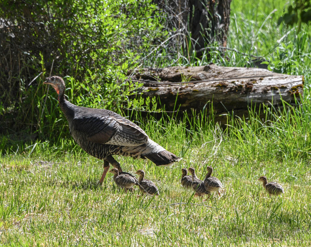 mama turkey and chicks at addy