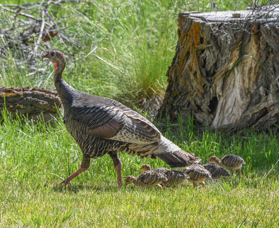 mama turkey and chicks at addy
