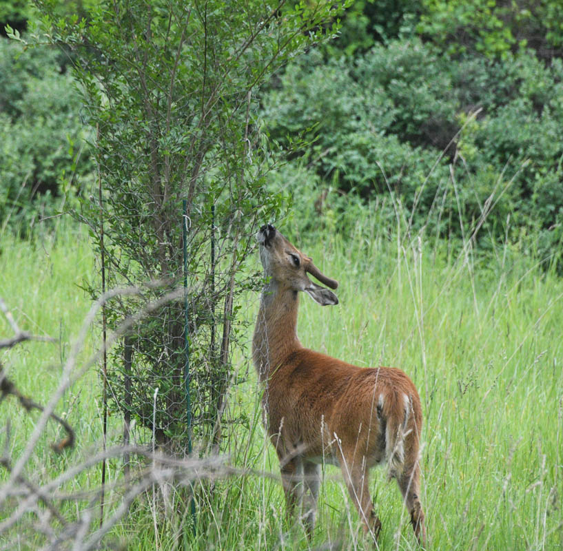 addy young buck eating elm