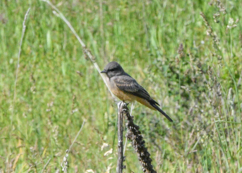 addy flycatcher