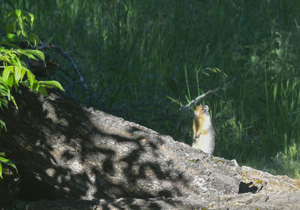 ground squirrel