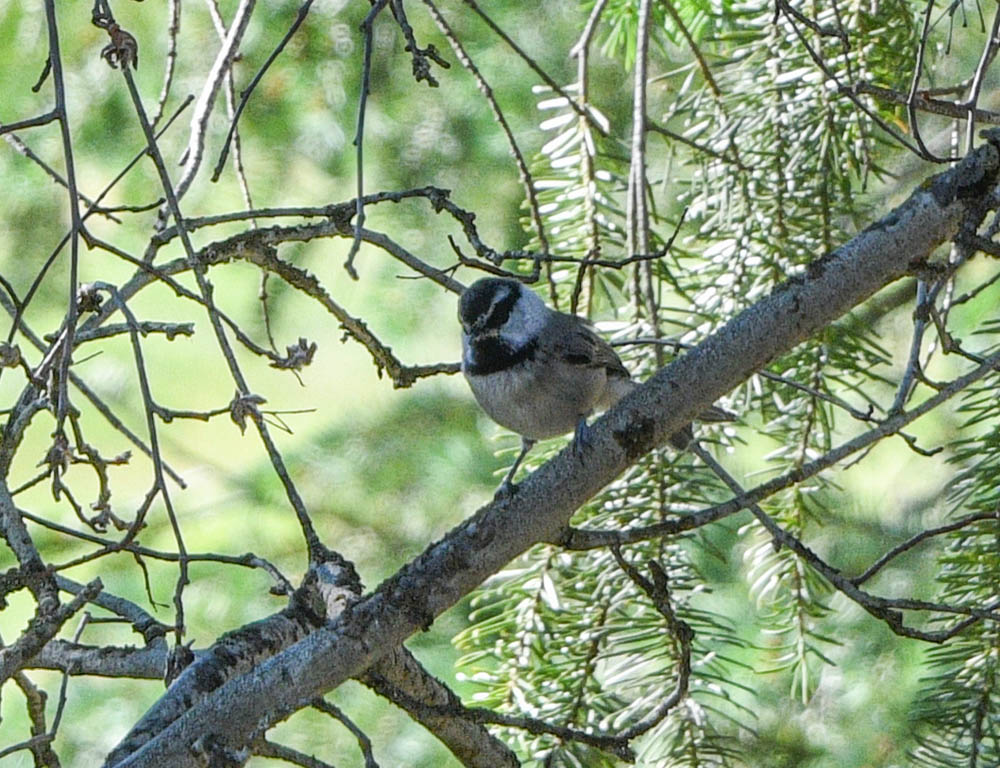 chickadee