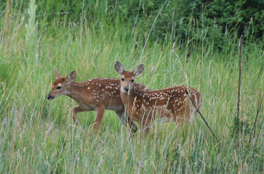 addy fawns