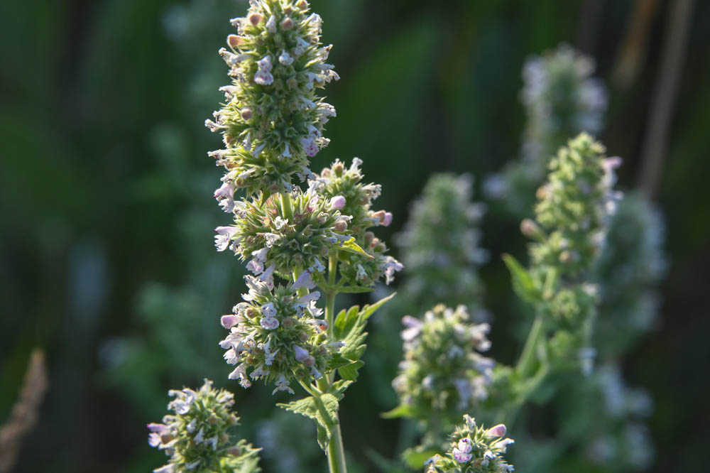 horse mint