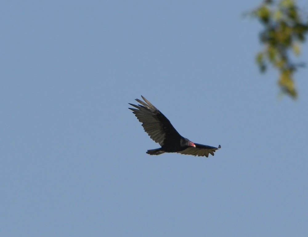 turkey vulture