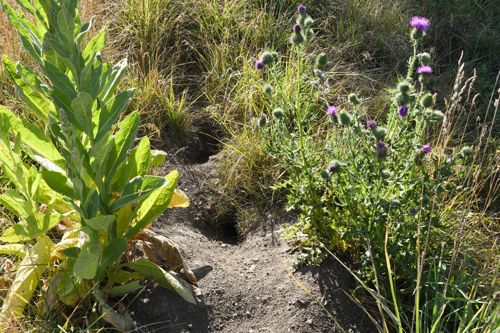 squirrel hole and weeds