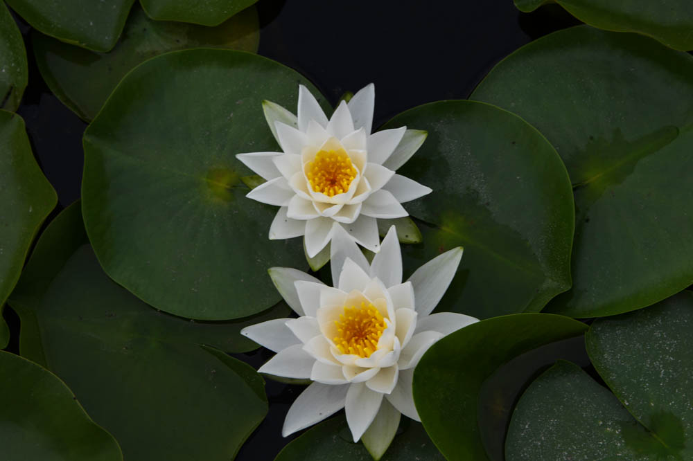 fragrant water lilies