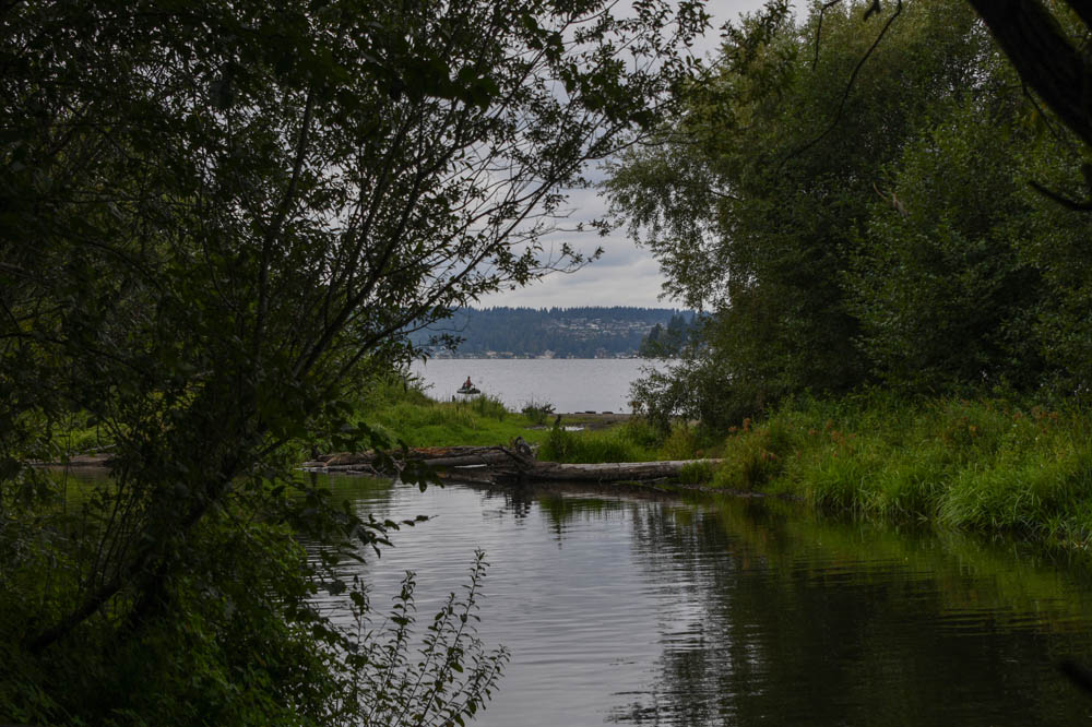 lake sammamish mouth of issaquah creek