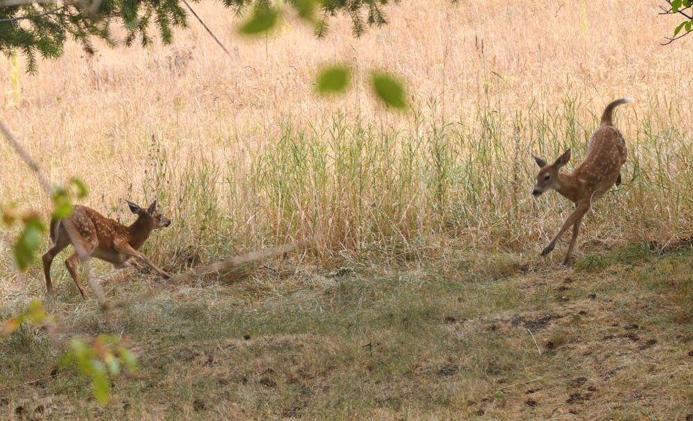 addy fawns after first fall rain