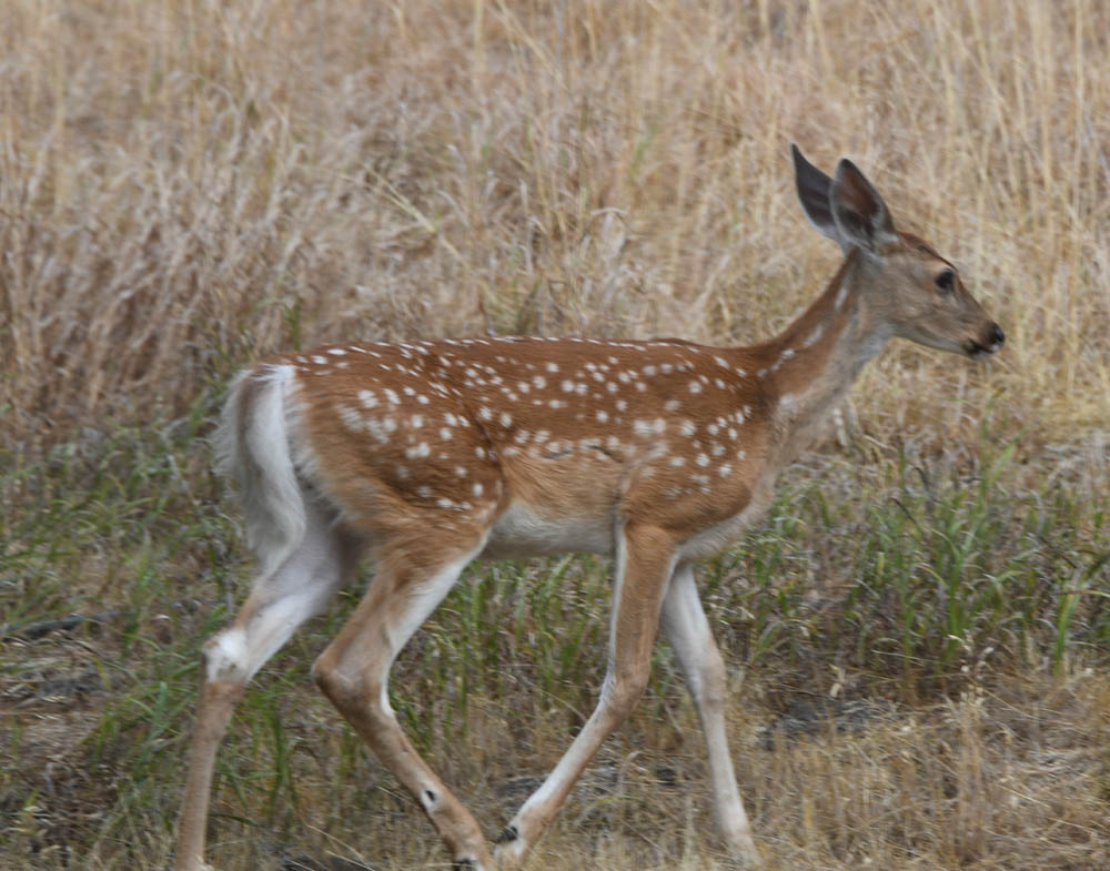 fawn in yard