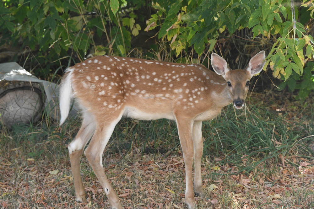fawn in yard