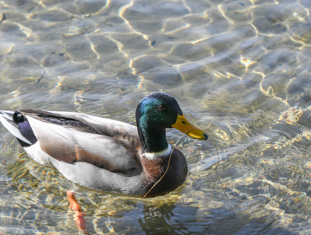 friendly mallard