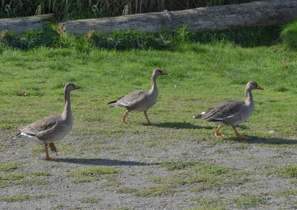 white-fronted geese lake sammamish