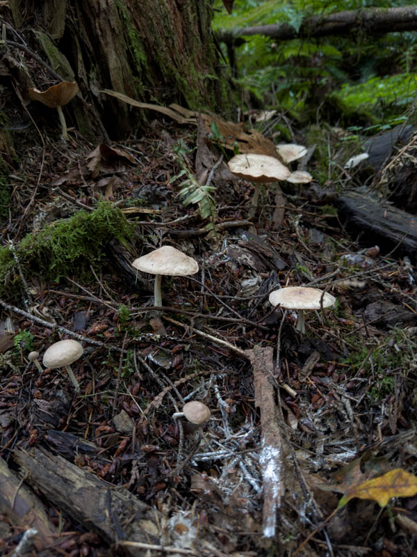 mushrooms soaring eagle park