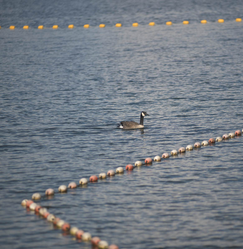 goose lake sammamish