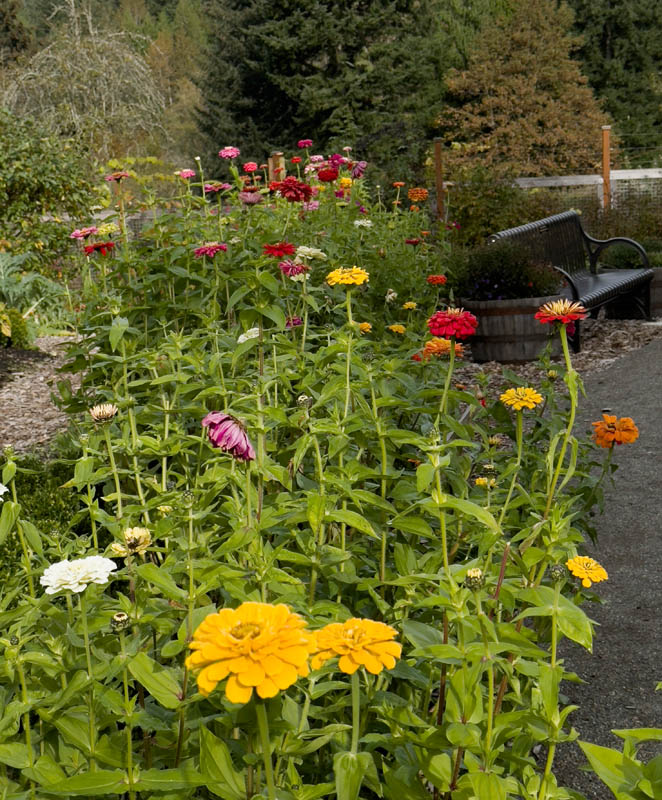 fall zinnias