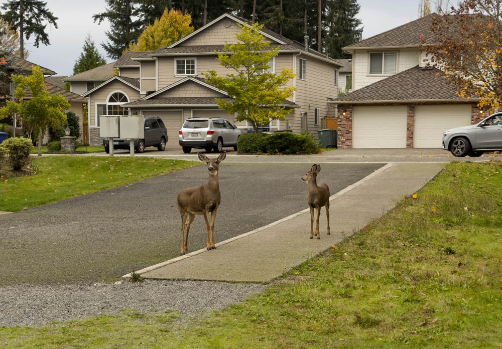 sammamish deer