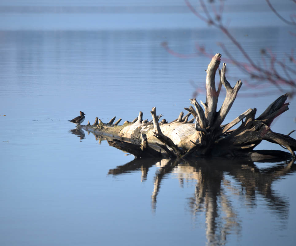 merganser lake sammamish