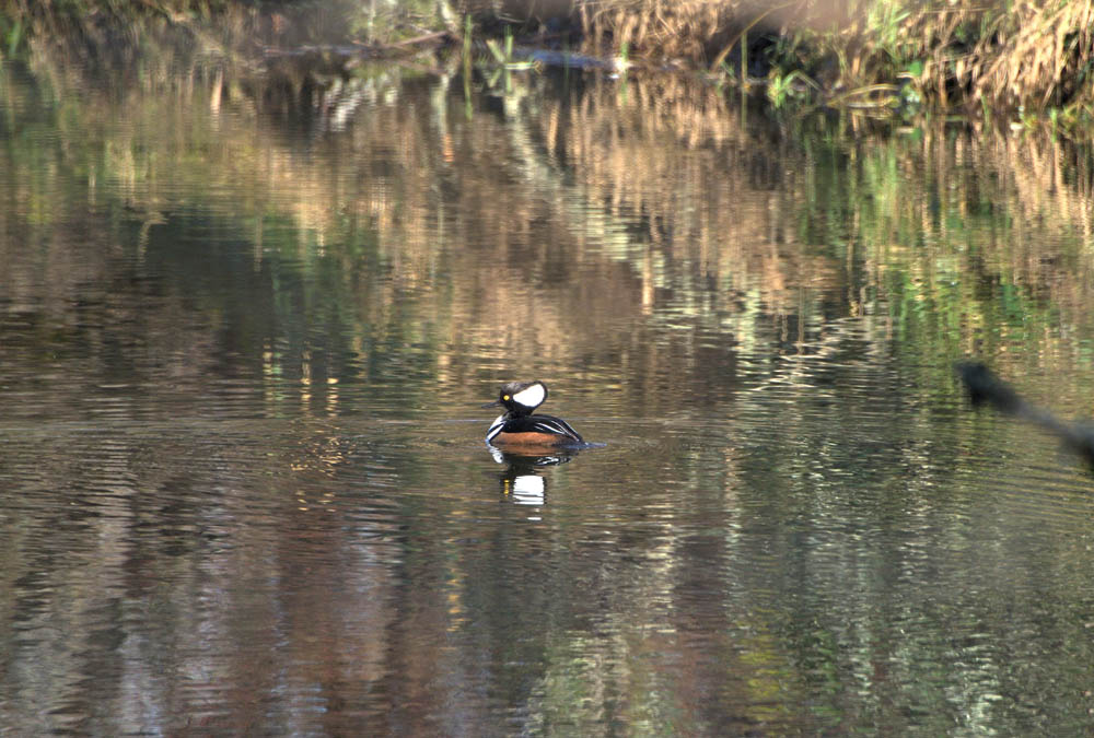 merganser issaquah creek