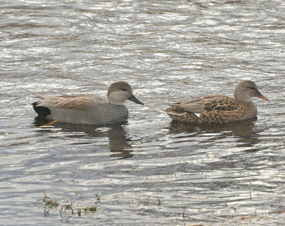 gadwalls sammamish river