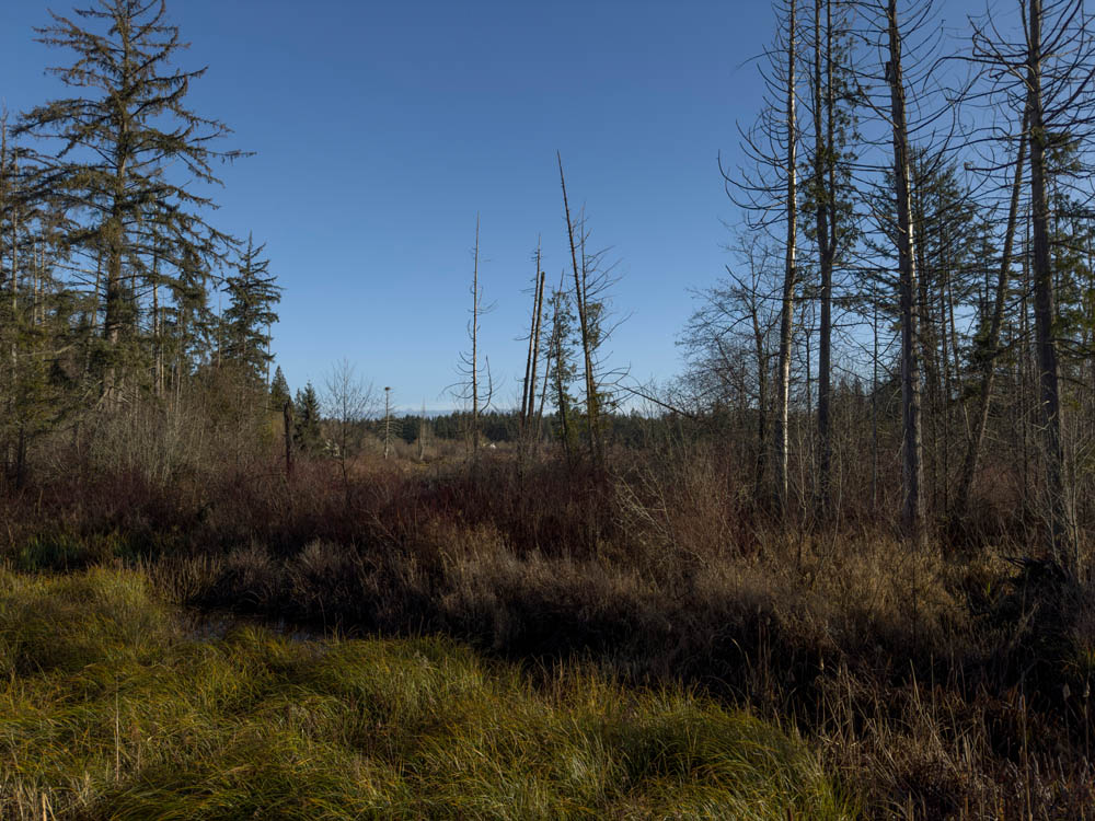 swamp allen lake outlet