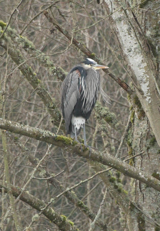 heron at marymoor